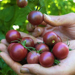 Tomate | Cerises Noires - Jardin St-Laurent