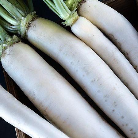 
                  
                    Radis | Daikon - Jardin St-Laurent
                  
                