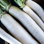 Radis | Daikon - Jardin St-Laurent