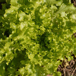 Laitue | Feuille de Chêne - Jardin St-Laurent