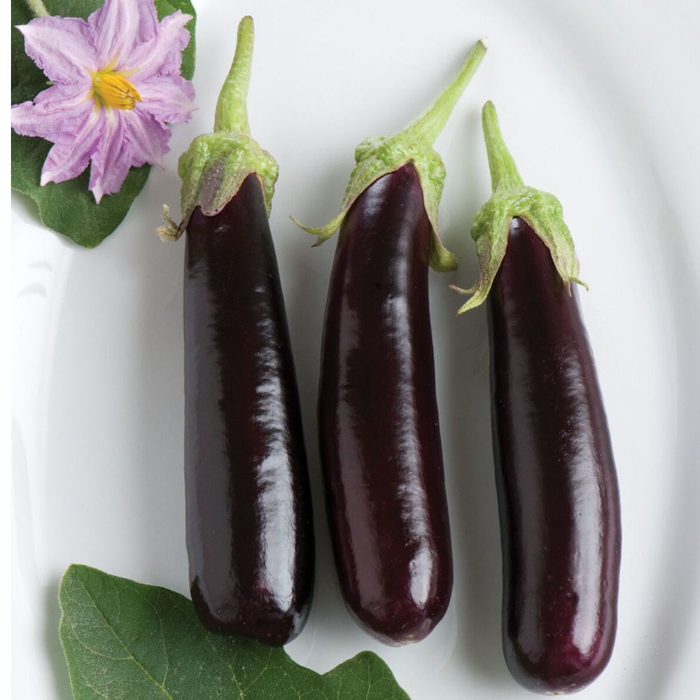 Aubergine | Hansel - Jardin St-Laurent