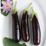 Aubergine | Hansel - Jardin St-Laurent