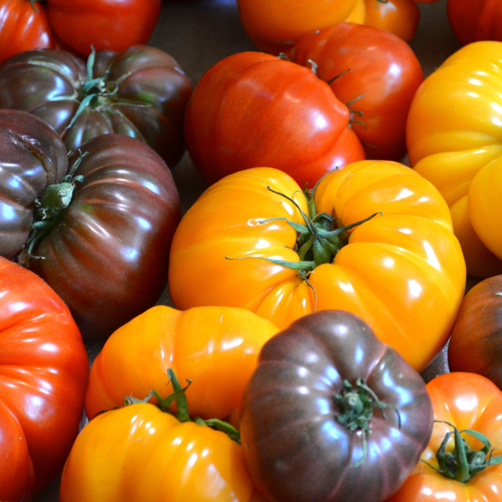 Tomate | Hybride - Jardin St-Laurent