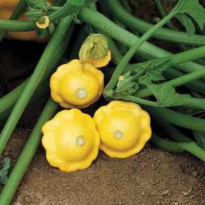 
                  
                    Courge | Jaune - Jardin St-Laurent
                  
                