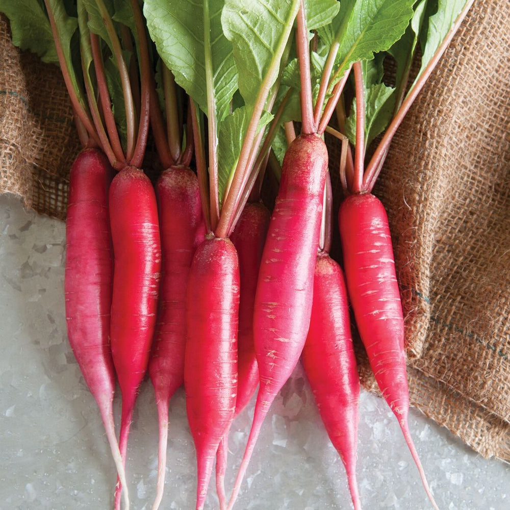 Radis | Marché de Cincinnati - Jardin St-Laurent