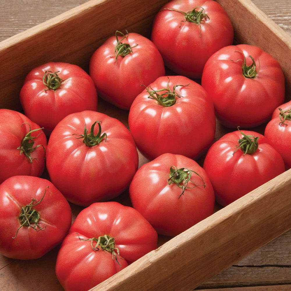 Tomate | Rose de Berne - Jardin St-Laurent