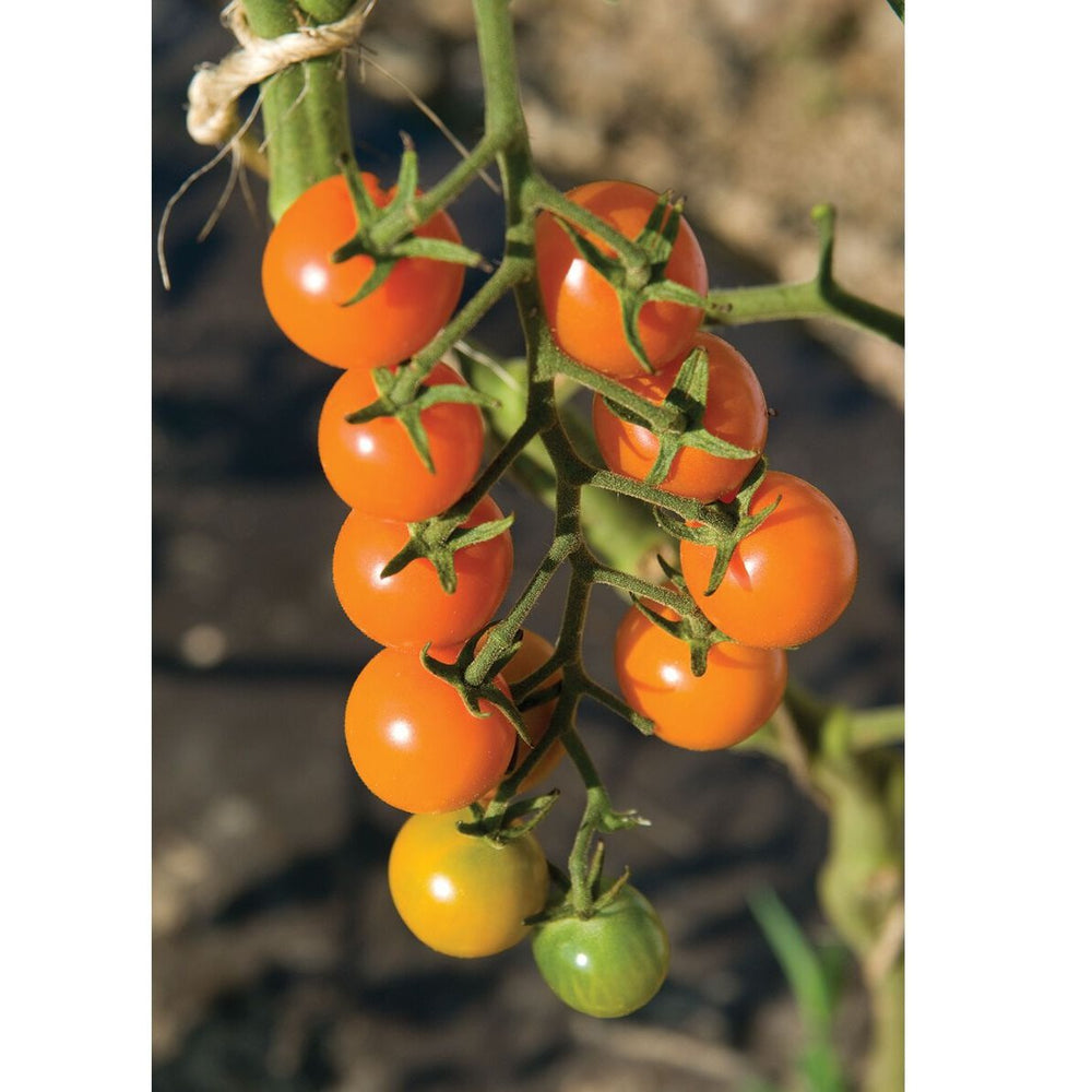 Tomate | Sungold - Jardin St-Laurent